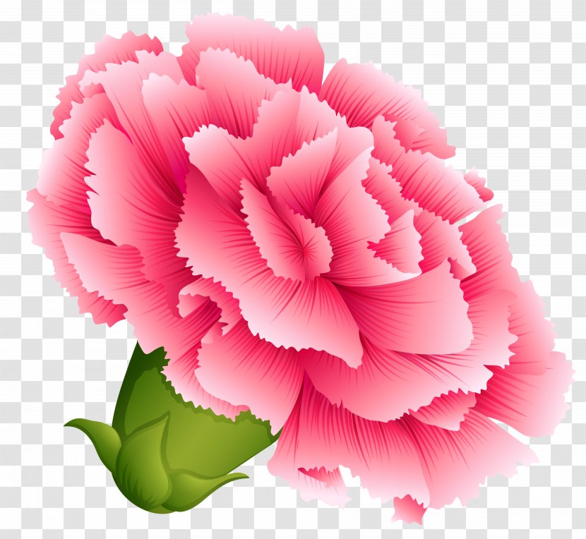 Carnation Clip Art - Flower - Pink Clipart Image Transparent PNG