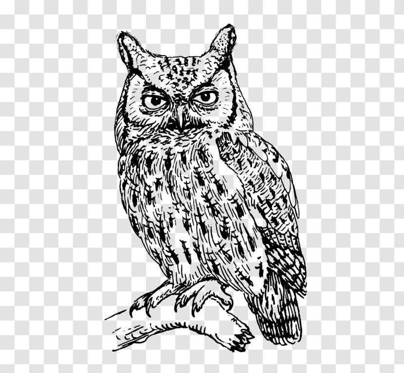 Eastern Screech Owl Bird Great Horned Clip Art - Head - Black And White Transparent PNG