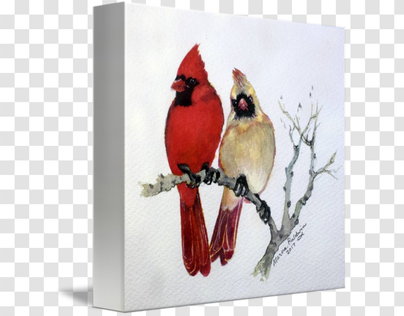 St. Louis Cardinals Northern Cardinal Finches Bird Drawing - Silhouette Transparent PNG