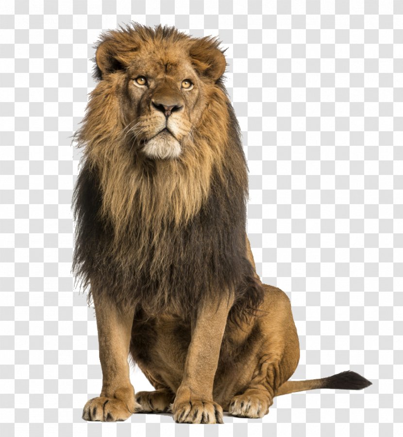 Lion Stock Photography Royalty-free - Wildlife Transparent PNG