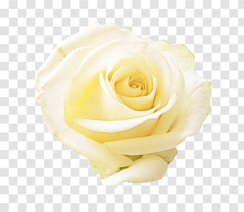 Garden Roses - Rose Family - Plant Cut Flowers Transparent PNG