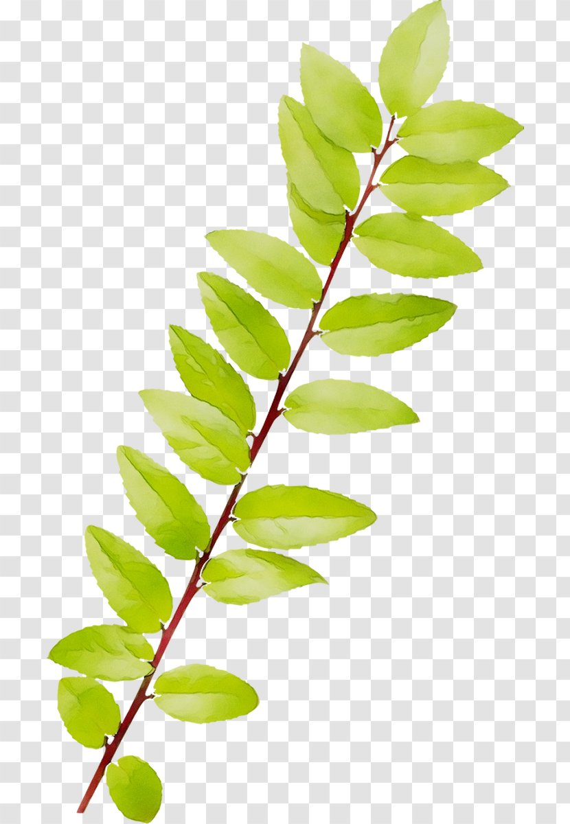 Twig Plant Stem Leaf Fruit Plants Transparent PNG