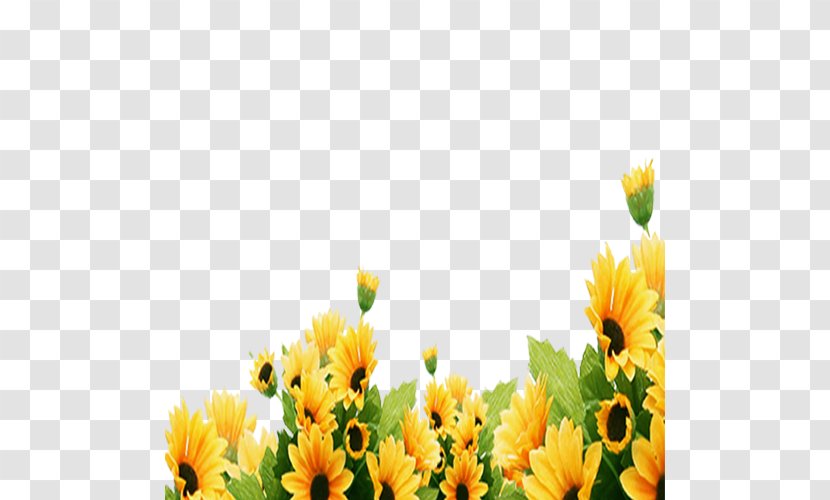 Common Sunflower Kuaci - Floral Design Transparent PNG