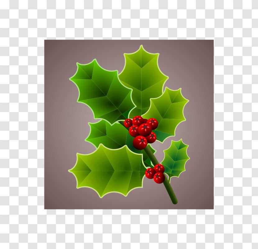 Christmas Common Holly - Ilex Cornuta - Floral Transparent PNG