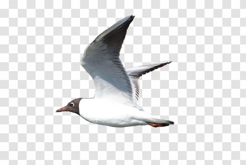 Bird European Herring Gull Clip Art - Neck - M Transparent PNG