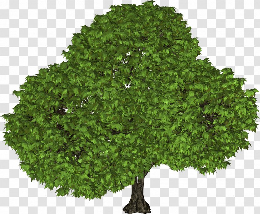 Tree Shrub Leaf Evergreen - Image File Formats Transparent PNG