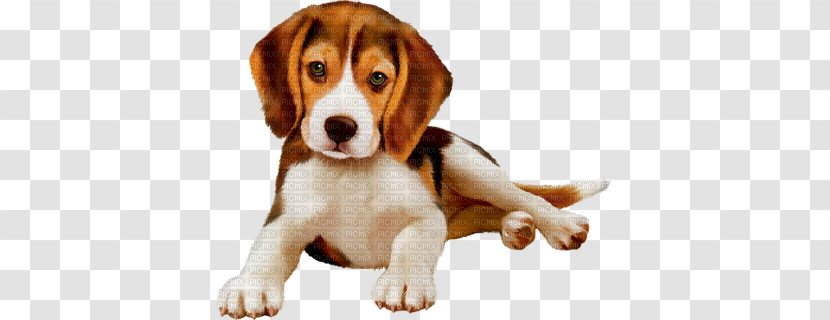 Beagle-Harrier Puppy Stock Photography - Hound Transparent PNG