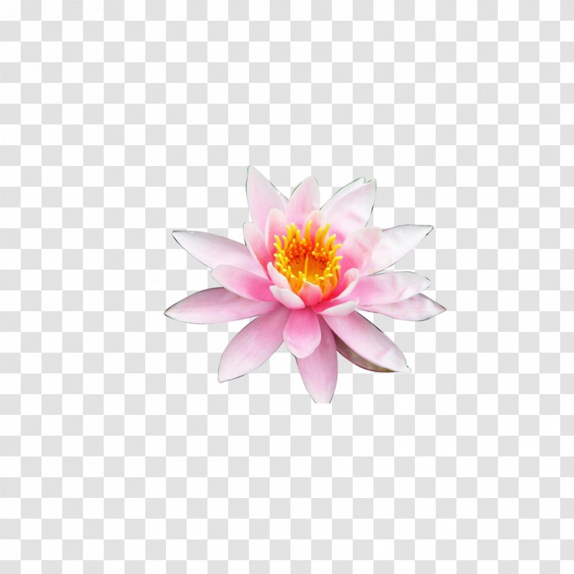 Nelumbo Nucifera Flower Petal - Lotus Creative Transparent PNG