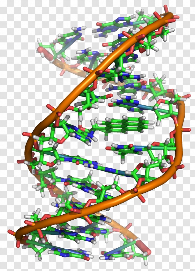 DNA Molecular Biology Molecule Genetics - Dna - Science Transparent PNG