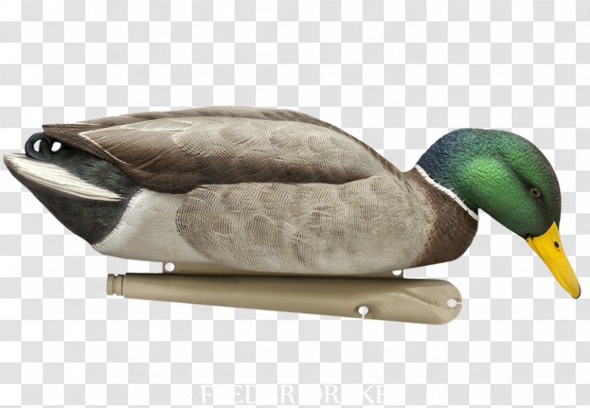 Mallard Duck Decoy Goose - American Black Transparent PNG
