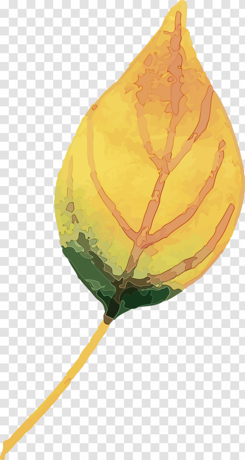 Leaf Fruit Biology Plants Science Transparent PNG