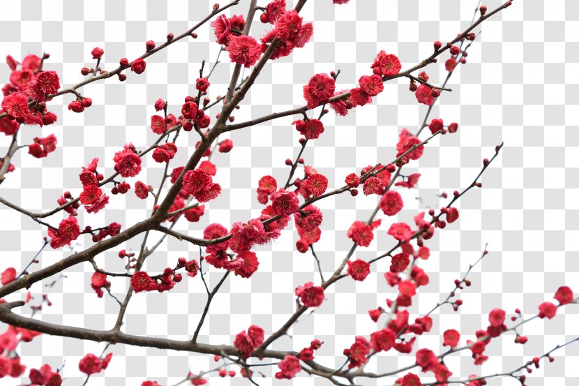 Red Plum Blossom Color - Spring Transparent PNG