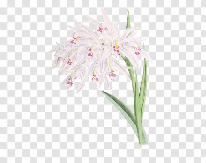 Watercolor Pink Flowers - Amaryllis Family - Dendrobium Belladonna Transparent PNG