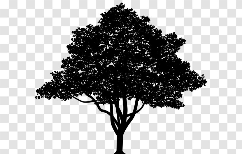 Vector Graphics Tree Branch Oak Stock Illustration - Silhouette Transparent PNG