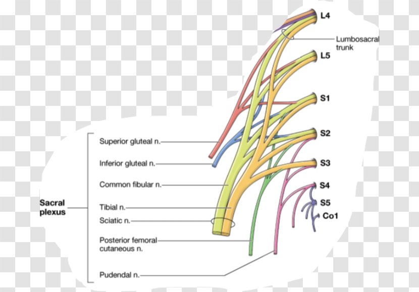 Gray's Anatomy Subcostal Nerve Human - Popliteal Artery Transparent PNG