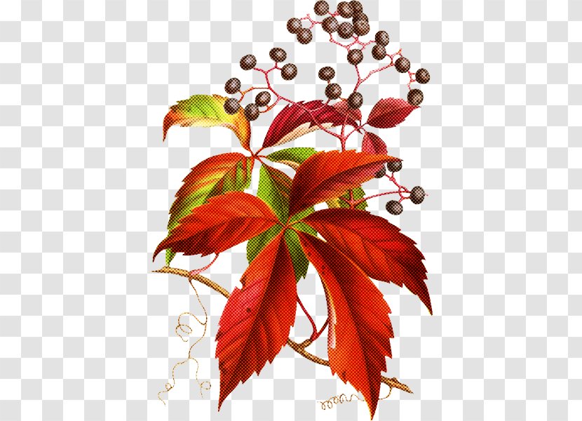 Leaf Flower Plant Red Tree - Stem Transparent PNG