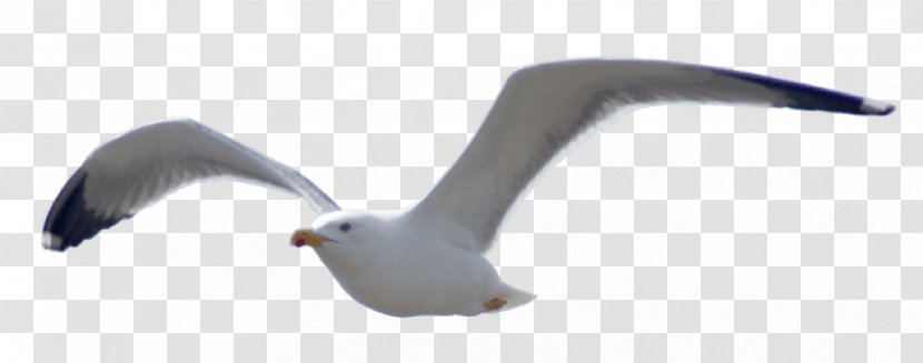 European Herring Gull Bird Gulls Golden Retriever - Common Transparent PNG
