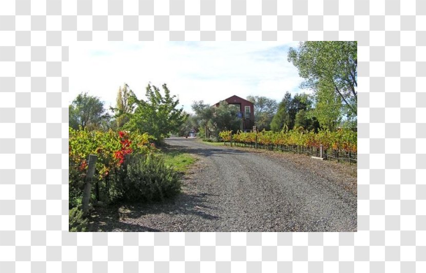 Plant Community Property Meadow Asphalt Grasses - Village Transparent PNG