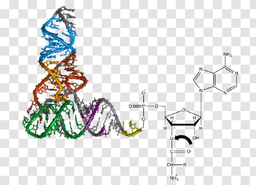 Aminoacyl-tRNA Transfer RNA Aminoacyl TRNA Synthetase Aminoacylation Amino Acid - Noncoding Rna Transparent PNG