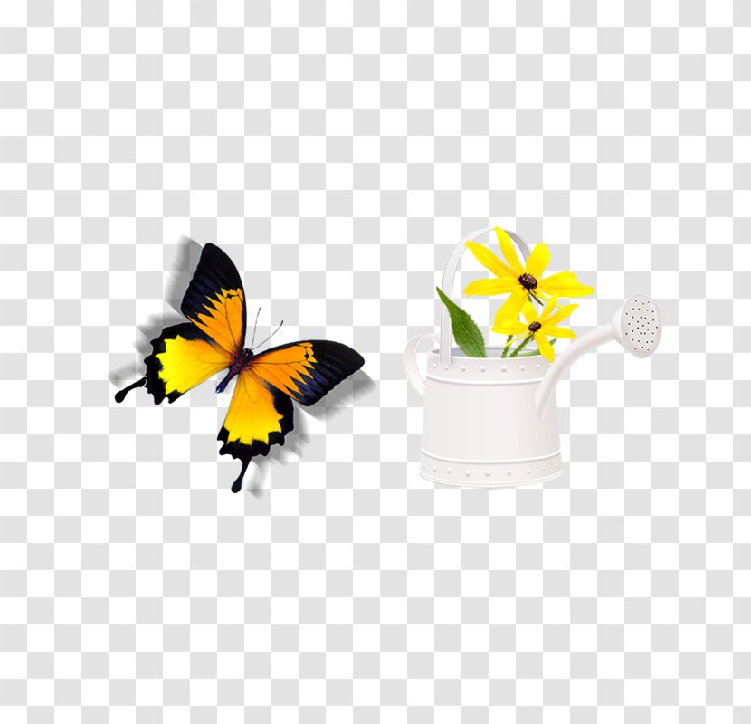 Download Icon - Membrane Winged Insect - Butterfly Transparent PNG