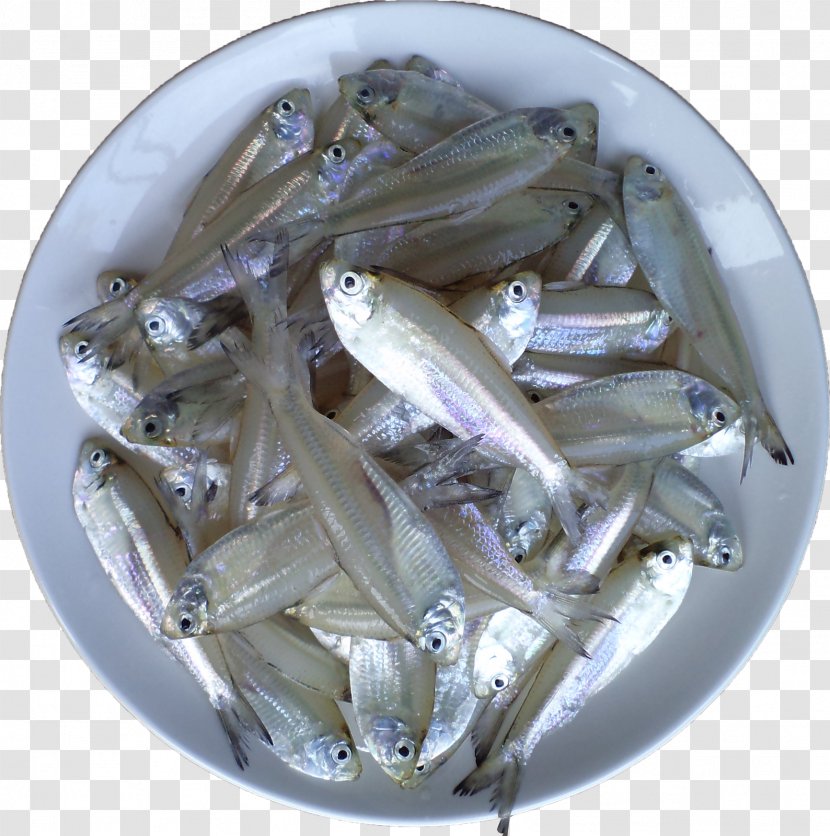 Malabar Matthi Curry Fish Anchovy Sardine Food - Mackerel Transparent PNG
