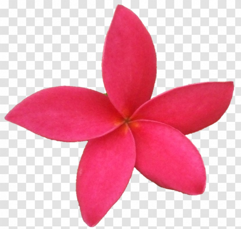 Belur Math Vrindavan Krishna Sri Sarada Devi Textiles - Pink - Tropical Flower Transparent PNG