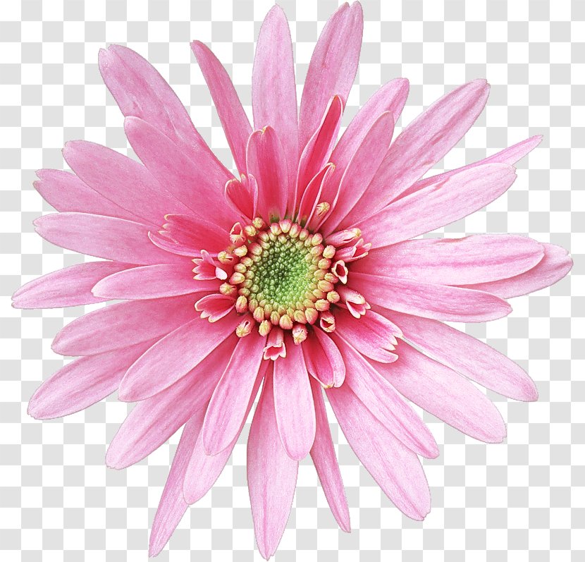 Daisy - Cut Flowers Transparent PNG