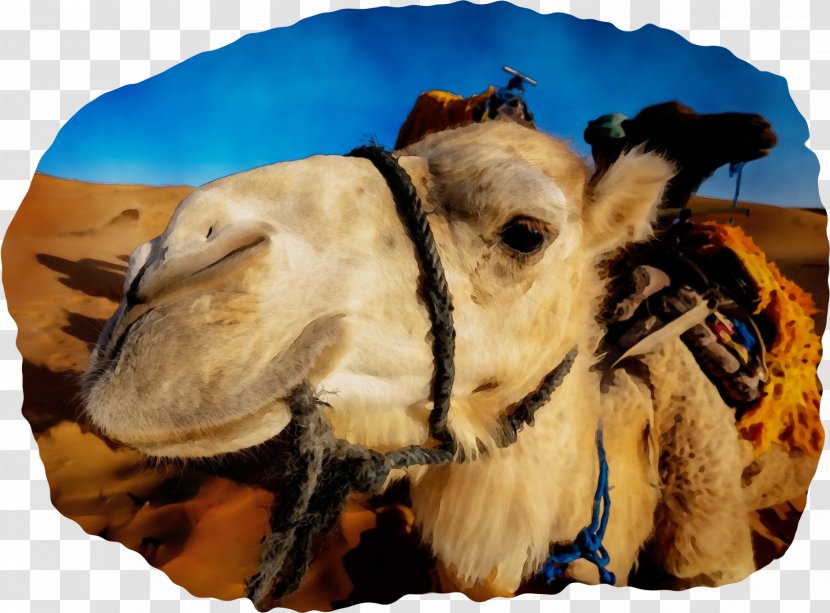 Dromedary Royalty-free Photograph Pexels Desert - Arabian Camel Transparent PNG