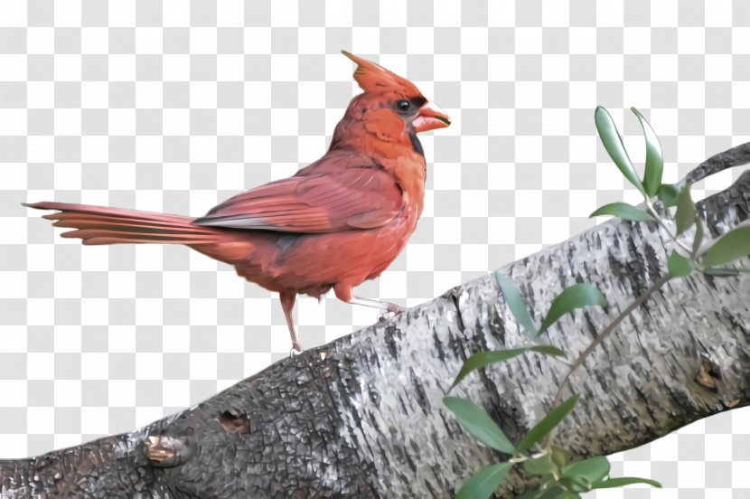 Bird Northern Cardinal Beak Perching - Songbird Transparent PNG