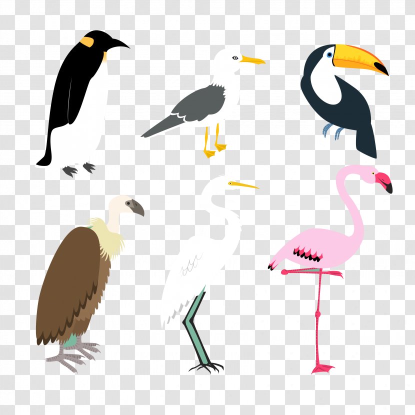 Bird - Fauna - Animal Vector Crane Transparent PNG