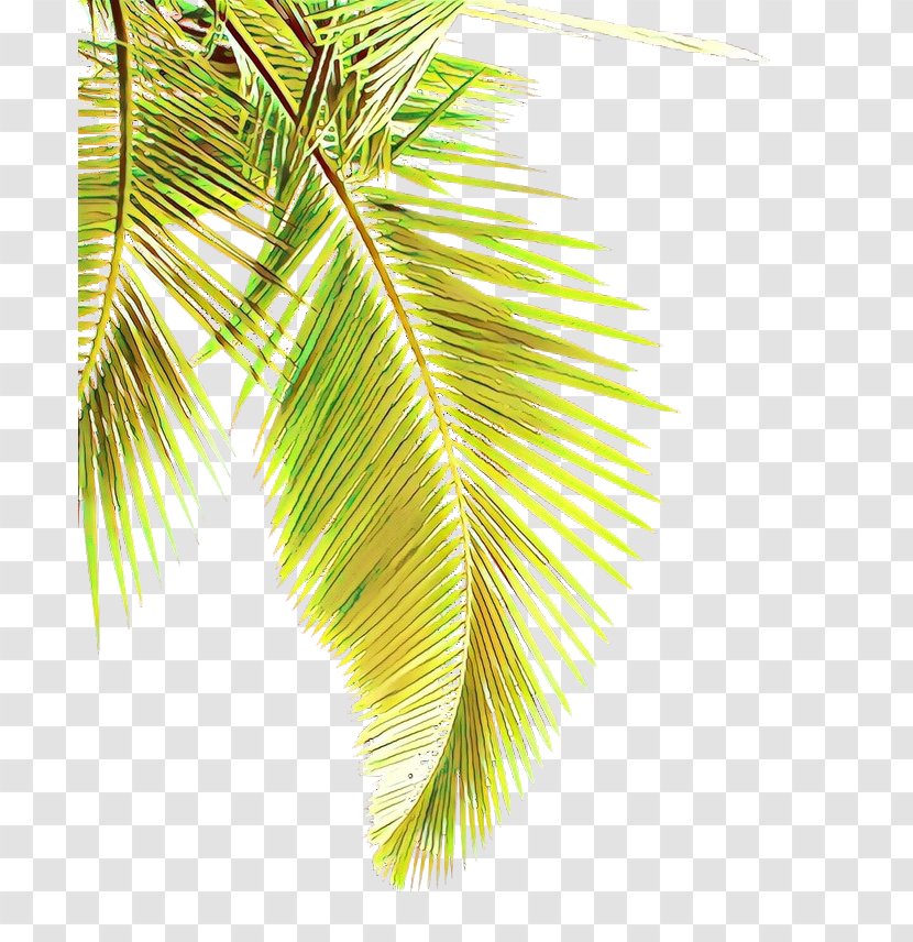 Palm Tree - Elaeis - Pine Transparent PNG