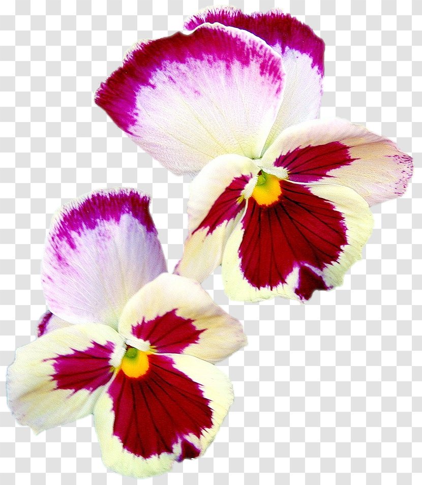 Pansy Moth Orchids Magenta Annual Plant Petal - Violet Family Transparent PNG