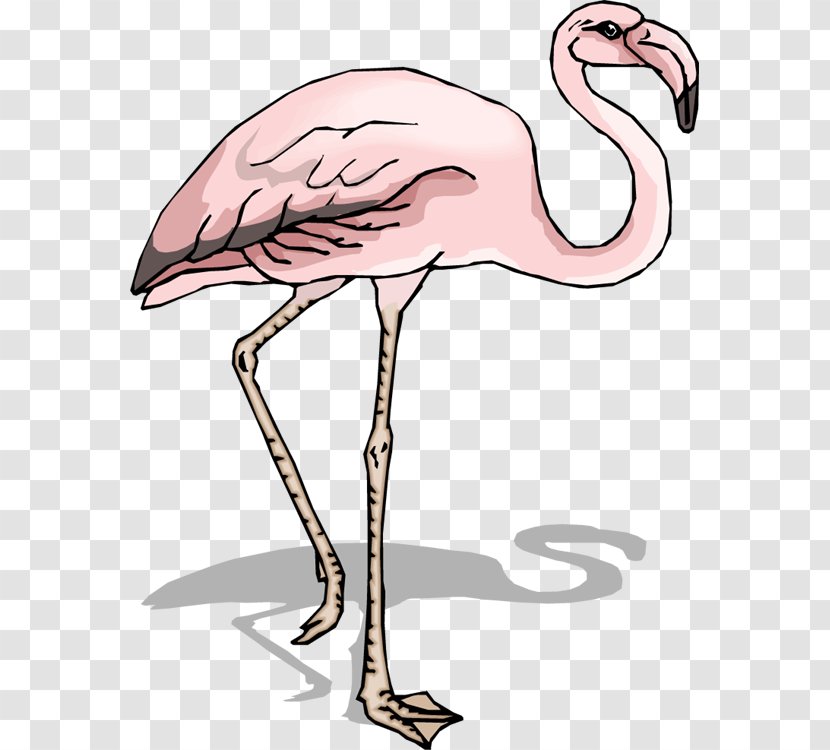 Bird Flamingo Pelican Clip Art - Printing Transparent PNG