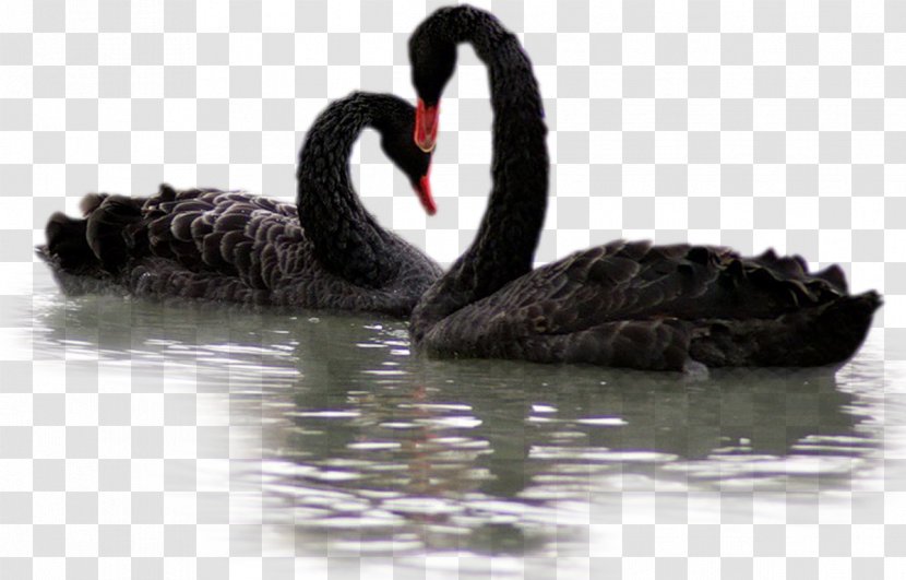 Black Swan - Water Bird - Swans Transparent PNG