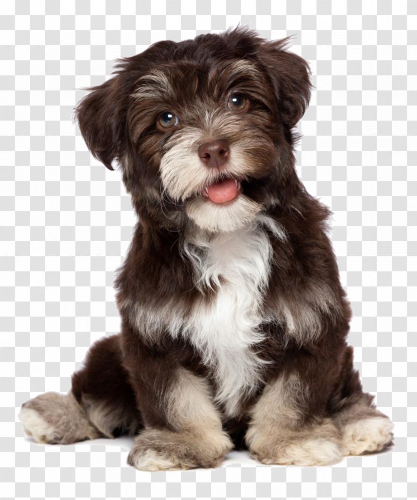 Havanese Dog Bichon Frise Puppy Chocolate Coat - Hypoallergenic Breed - Black And White String Of Transparent PNG