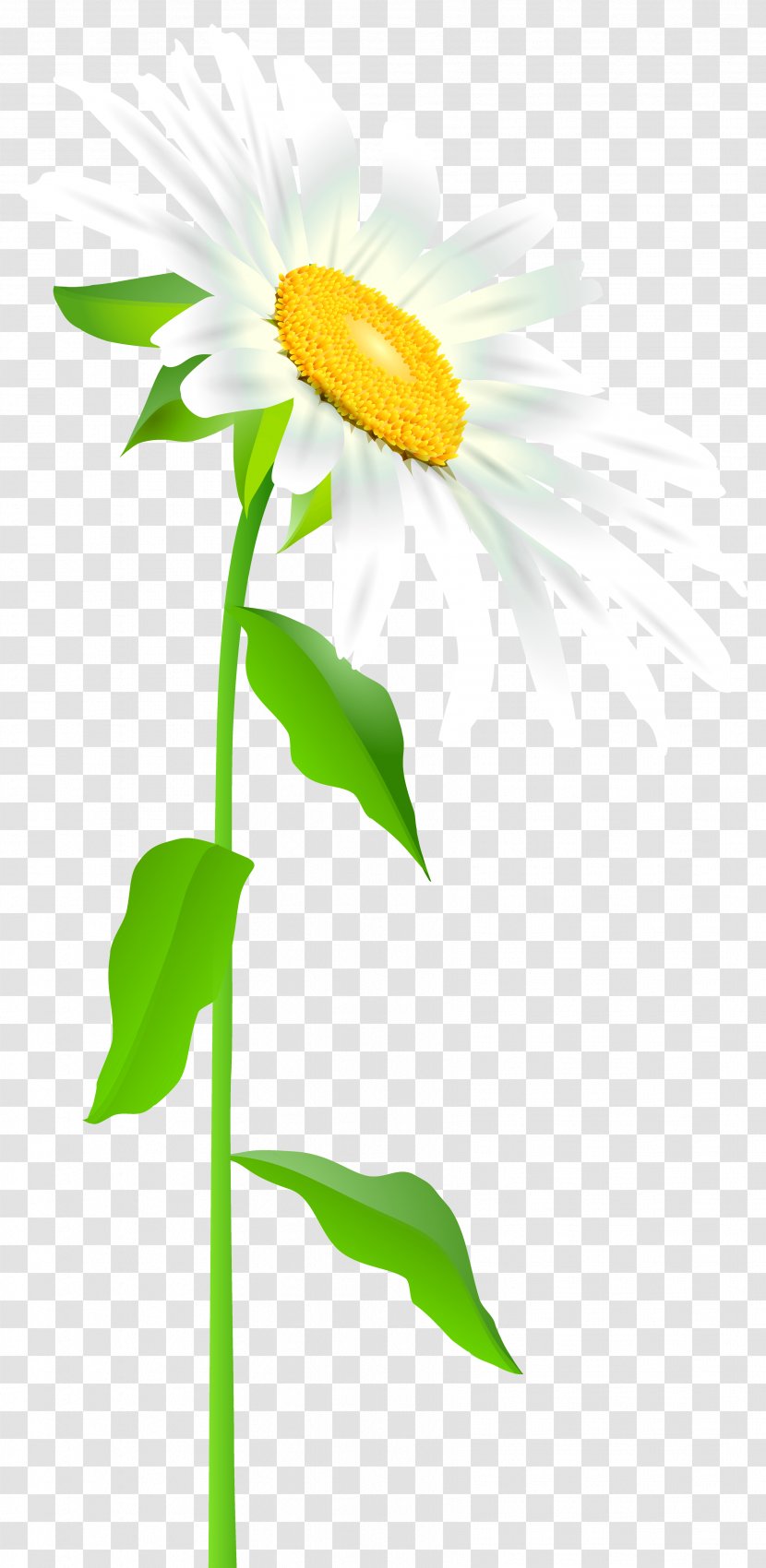 Common Sunflower Text Leaf Illustration - Petal - Daisy With Stem Transparent Clip Art Image Transparent PNG