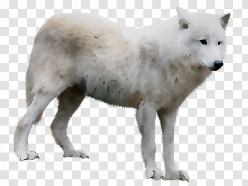Alaskan Tundra Wolf Greenland Dog Sadness Emotion Happiness - Kishu - Animal Transparent PNG