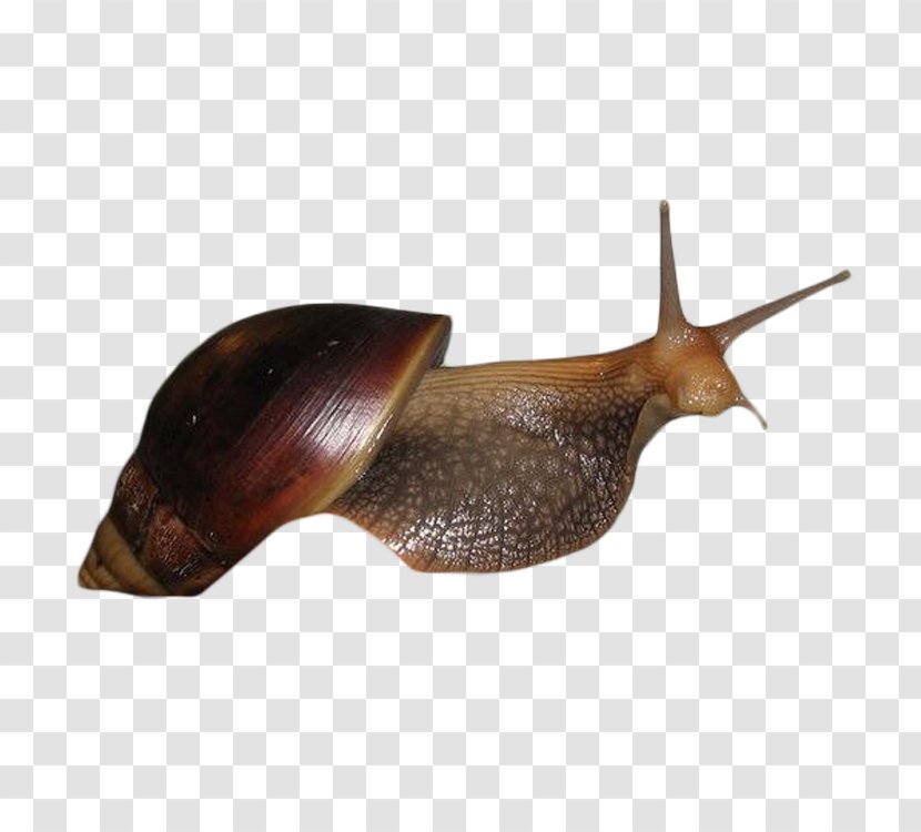 Snail Escargot Seashell Caracol - Fauna - Shell Transparent PNG