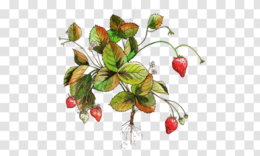 Strawberry Aedmaasikas Fruit Amorodo - Fragaria - Red Transparent PNG