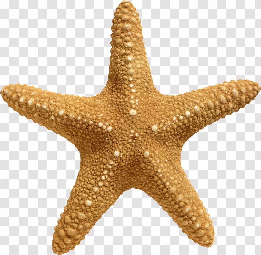 Rotational Symmetry Sea Starfish Stock Photography - Shape - Anchor Transparent PNG