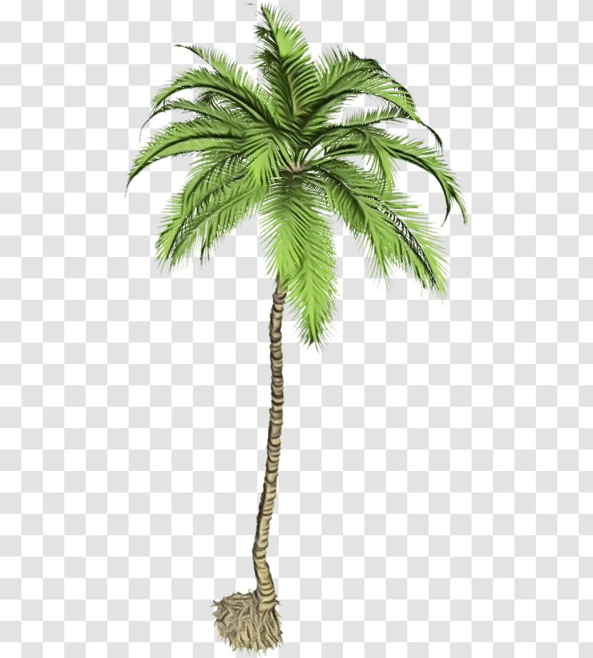 Coconut Tree Drawing - Attalea Speciosa - Cycad Transparent PNG