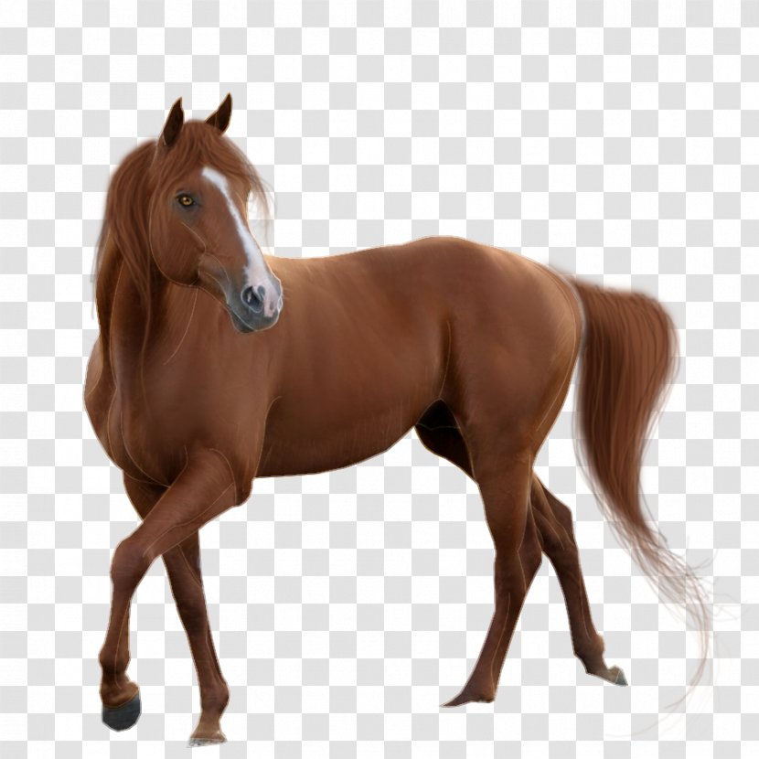 Acupuncture Pony Horses Foal - Mustang Horse - Centaur Mockup Transparent PNG