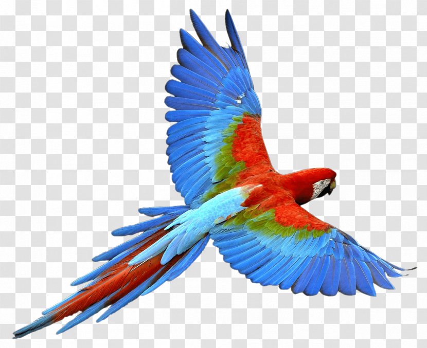 Parrot Bird - Perico - Flying Images Download Transparent PNG