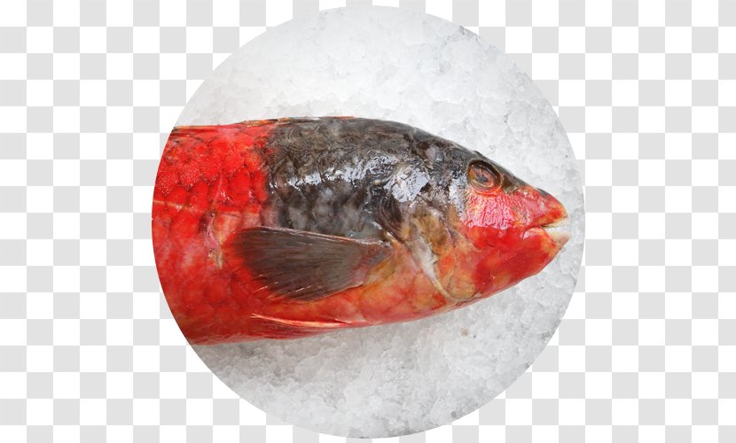 Fish Veja Restaurante Marisqueira Sea Transparent PNG