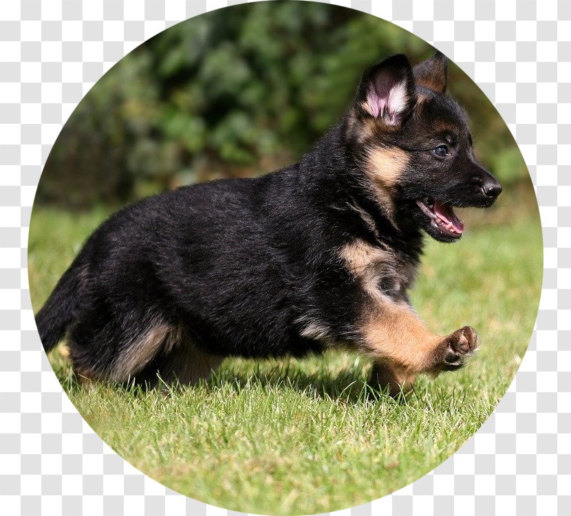 siberian german shepherd puppy