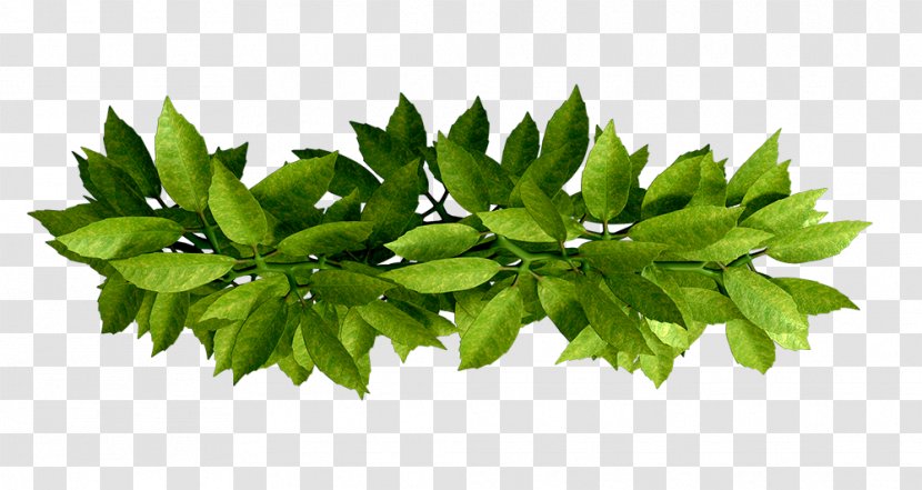 Leaf Branch - Google Images Transparent PNG