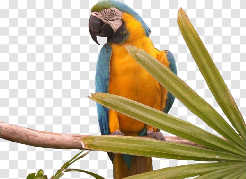 Bird Budgerigar Desktop Wallpaper Macaw - True Parrot Transparent PNG