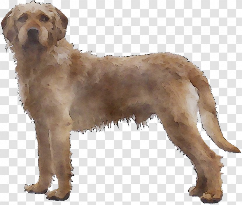 Styrian Coarse-haired Hound Barak Goldendoodle Otterhound Basset Fauve De Bretagne - Mammal Transparent PNG