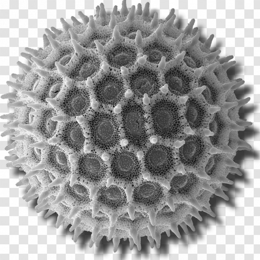 Scanning Electron Microscope Pollen Micrograph Transparent PNG