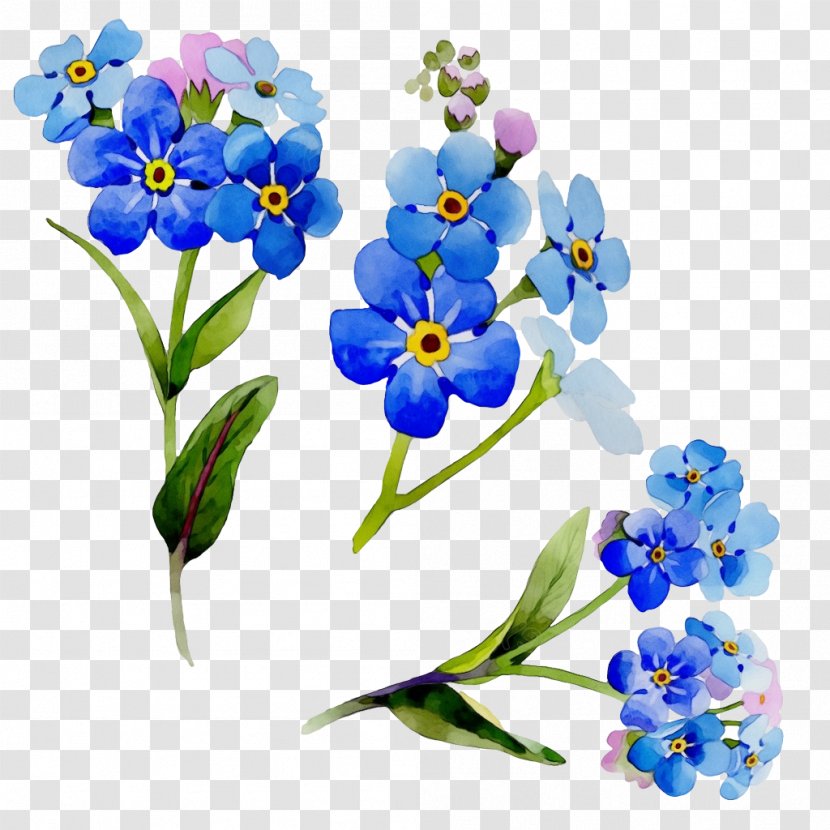 Flower Alpine Forget-me-not Plant Blue - Petal Water Forget Me Not Transparent PNG
